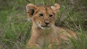 closeup of a cute newborn baby lion cub resting on grass in the forest. footage of a baby lion sitting alone in the forest