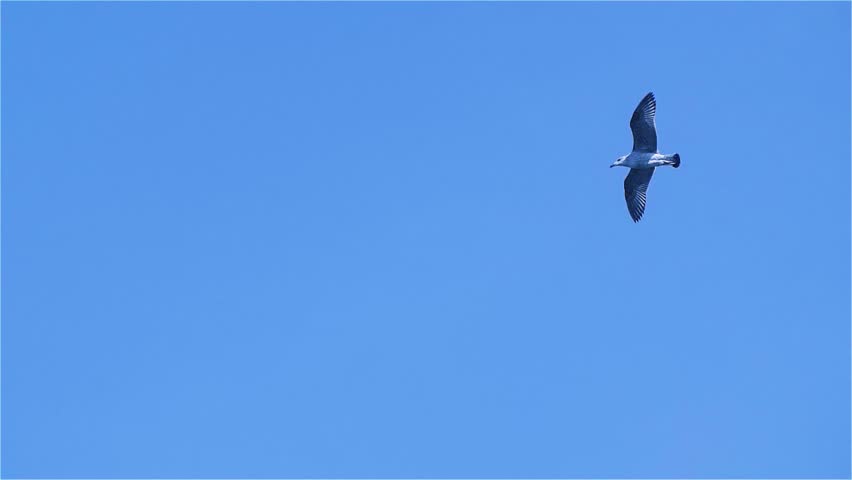 A seagull flying high on the wind with beautiful blue sky background