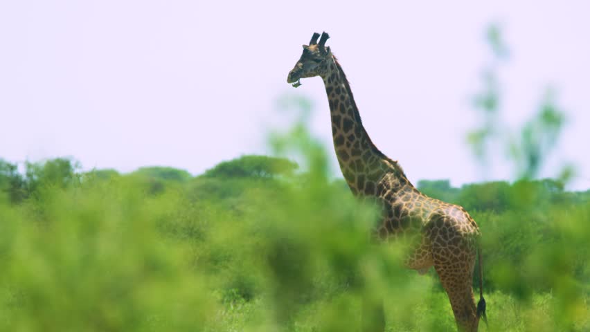 Footage of a African giraffe closeup walking in the wild forest. epic shot of giraffe portrait walking in the wild forest  | Shutterstock HD Video #1103956727