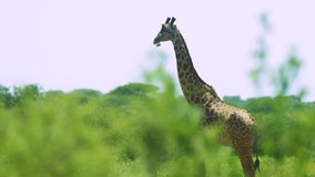 footage of a African giraffe closeup walking in the wild forest. epic shot of giraffe portrait walking in the wild forest 