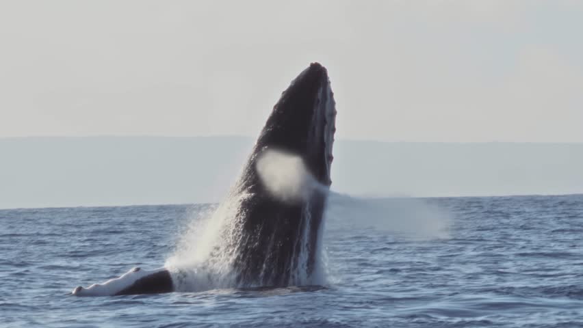 Majestic Humpback Whale Breaching Ocean Surface in a Powerful Display. The Giant Creature Creates a Spectacular Splash. Remastered 2023 version. High-Quality 4K Footage. Slow Motion. Royalty-Free Stock Footage #1103957647