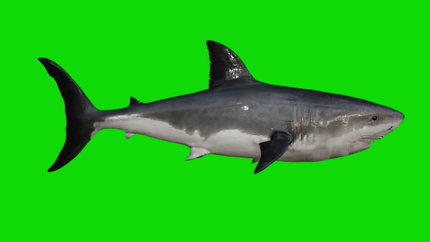 shark fish green screen chroma key. Royalty-Free Stock Footage #1103957653