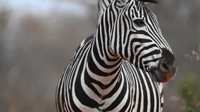 closeup of a striped wild african zebra face walking alone in the forest. footage of african zebra face closeup standing in kenya