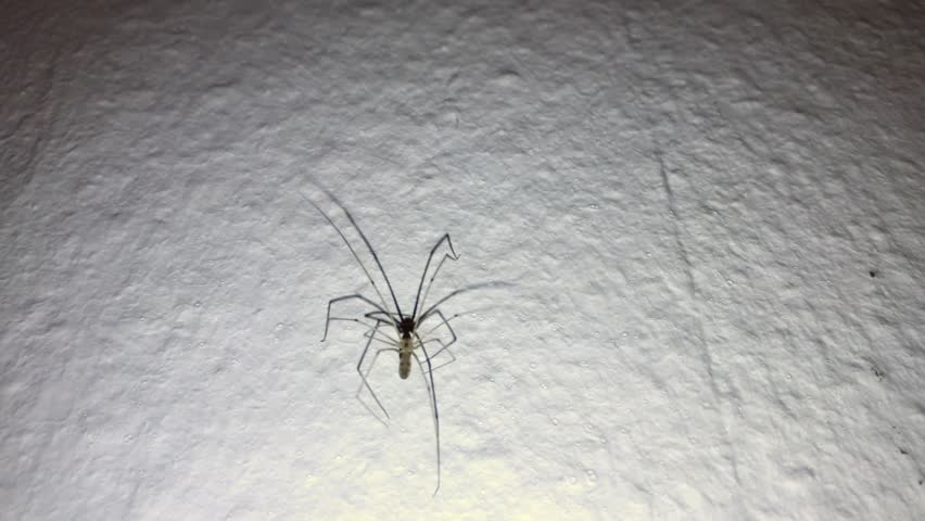 harvestman on a white wall  Royalty-Free Stock Footage #1103959367