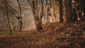 Young man loves nature in autumn forest in Portugal. He feels warm and relaxed. Perfect clip for nature, travel, or self-development.