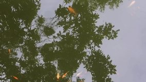 Top view of fish in pond, HD Video. reflection of trees on the surface of the water.