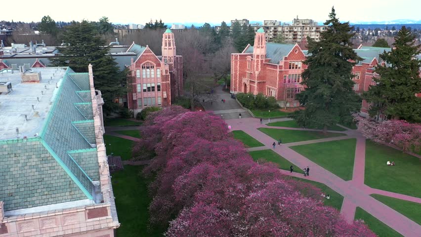 University of Washington Cherry Blossoms Spring in Seattle Aerial 4K