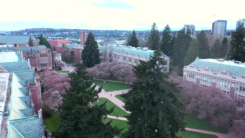 University of Washington Cherry Blossoms Spring in Seattle Aerial 4K