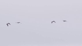 Large pelicans flying together high above ocean. Video of many wild birds flying together. Wild nature marine background shot on RED, California USA 4K. Flock of pelicans in cloudy sky slow motion