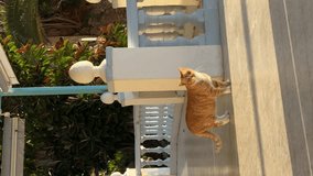 Red and white cat walking in golden light in Torremolinos, Malaga, Spain. Vertical video