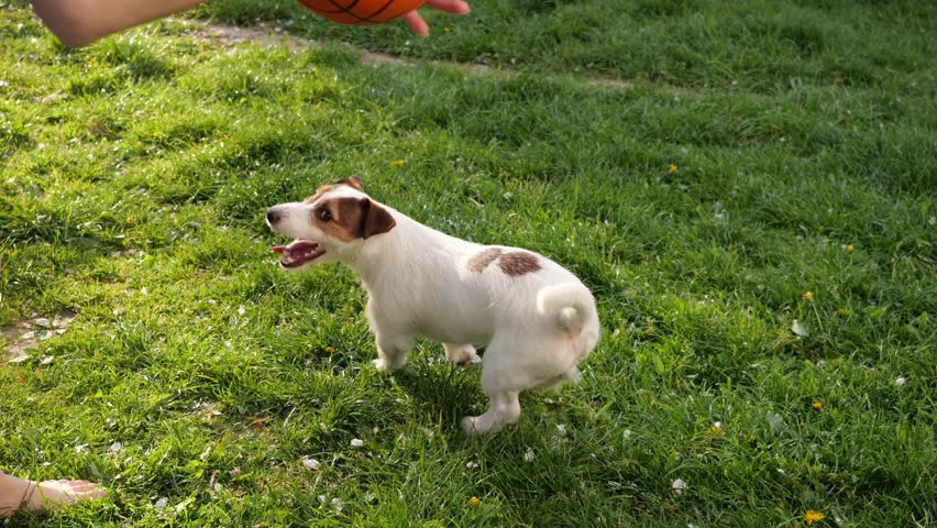 Play ball with the dog. Spend time with your pet in nature. Jack Russell is chasing a toy. Royalty-Free Stock Footage #1103964249