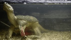 Turtle swiming in 
aquarium. Aquatic dinosaur . Exhibition of tortoisesHorizontal 4k footage