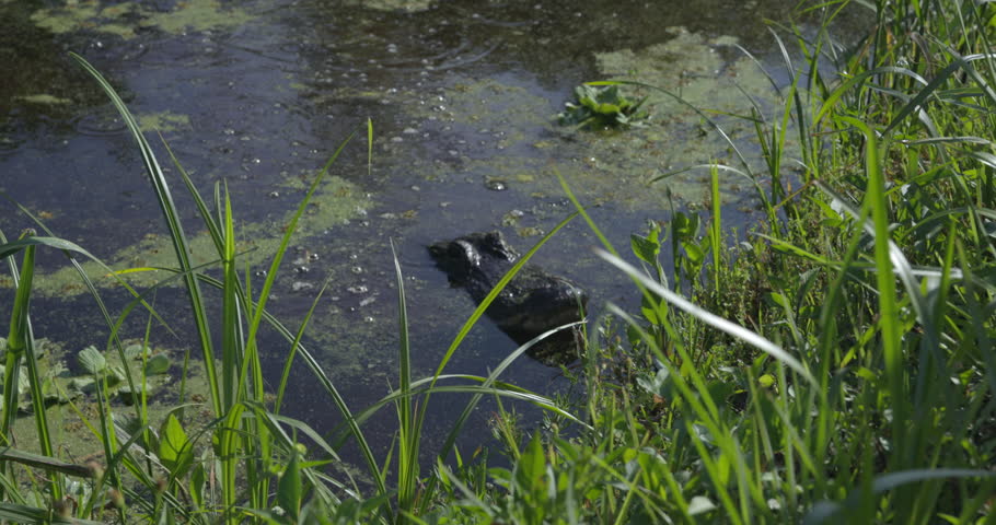 Alligator slowly backs up into swamp - dangerous animal