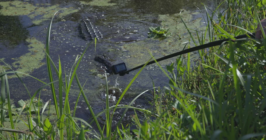 Tourist getting dangerously close to alligator with go pro camera in wild