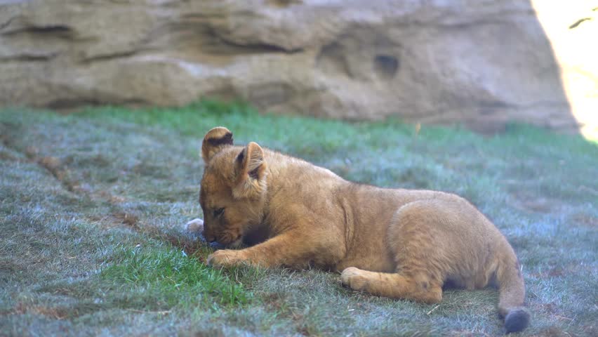 Lion cub licking himself .Cute baby lion