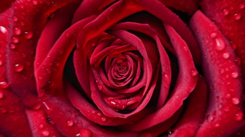 Zooming on the red rose bud. Close-up of a rotating rosebud with water droplets. Stock-video