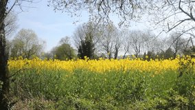 yellow in the fields in Galicia, Spain, during spring