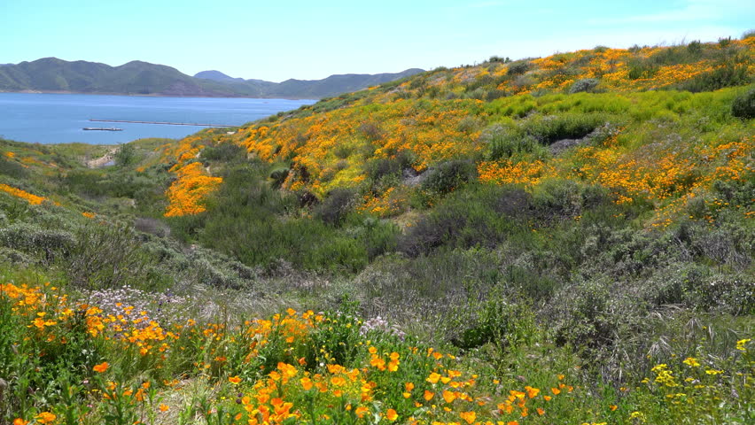 Diamond Valley Lake Wildflower Trail California Poppy Flowers Super Bloom USA Royalty-Free Stock Footage #1103971241