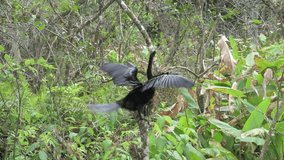Naples, Florida. Corkscrew Swamp Sanctuary. Adult male Anhinga, Anhinga anhinga, drying its wings and preening in the Florida everglades.