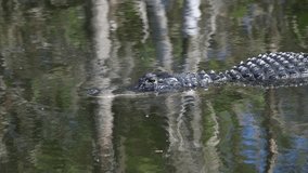 Ochopee, Florida.  Close up of an  American Alligator 