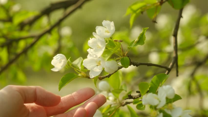 Lady gardener holding blooming apple twig. Blossoming apple branch in women's hands. Young woman holds out her hand to a blooming apple blossom on a sunny spring day. Close up. Royalty-Free Stock Footage #1103973885