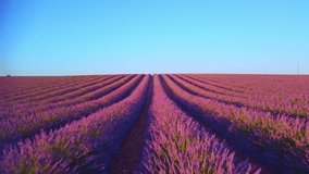 Aerial drone footage of picturesque lavender fields in the Provence region. Captures the beauty of the landscape, showcasing endless rows of vibrant purple flowers swaying in the wind. Ideal for - Powered by Shutterstock - Get 15% off with code: PIKWIZARD15