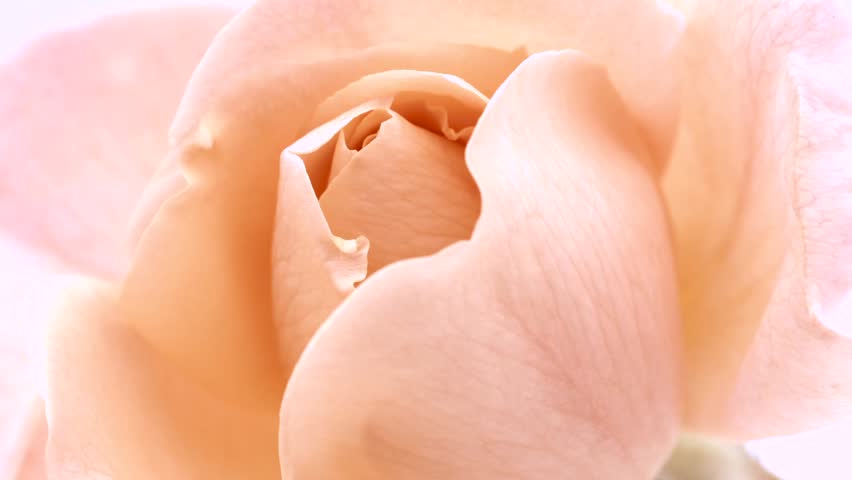 Rose Flower opening close up, soft petals of beautiful rose time lapse, nature background. Bouquet, spring flower macro shot, blooming pastel, pink Easter backdrop, romantic, tenderness concept