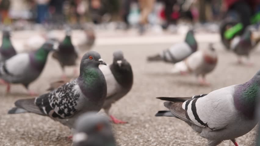 Footage of many pigeons eating on ground in city Royalty-Free Stock Footage #1103980653