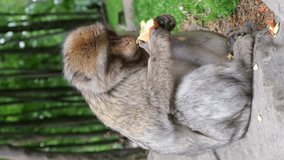 Monkey (Barbary macaque, berber monkey) eating an apple in the park. Close-up view. Vertical video