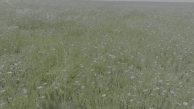 Blooming steppe, wild flax and stipa grass in the wind, untouched protected lands. Beautiful landscape of linen field - linum usitatissimum. Slow motion video, 10 bit ungraded D-LOG