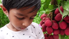 Asian child eats lychees plucked from a bundle in the garden. Baby boy eating fresh lychees. A baby boy and lychee fruits. Fruit-eating concepts. 4k video. 