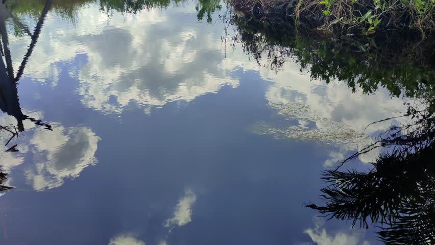 A lake in the plantation. Puddles of water. Small river. Stream of water in the forest. Ferns. 4K video | Shutterstock HD Video #1103987047