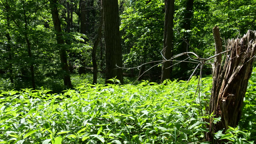 Hiking Trails at Weston Bend Missouri State Park in Platte County