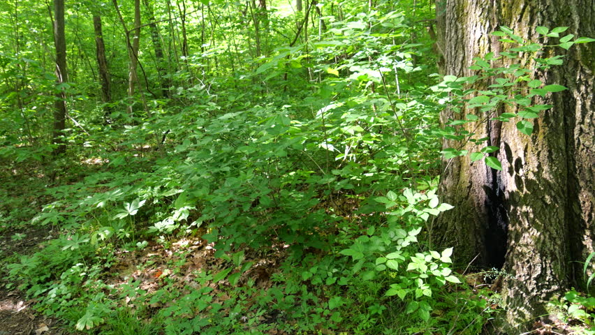 Hiking Trails at Weston Bend Missouri State Park in Platte County