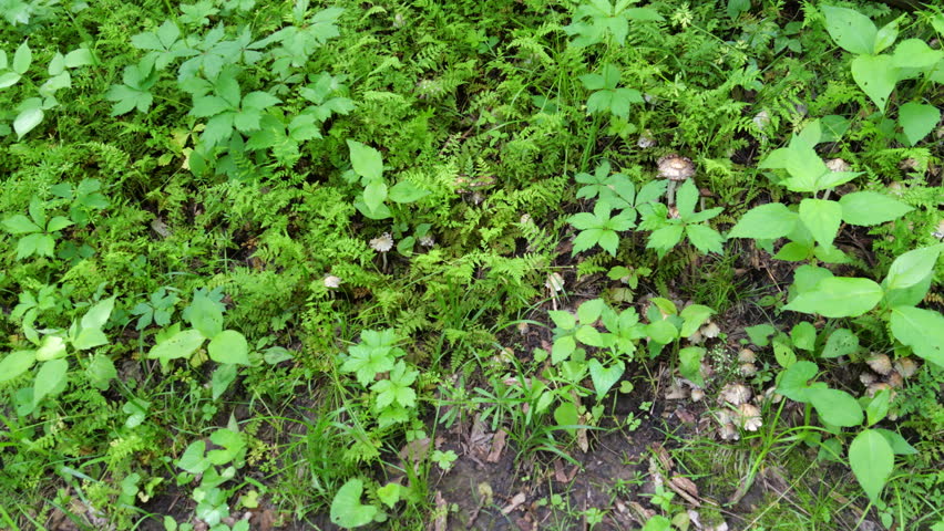 Hiking Trails at Weston Bend Missouri State Park in Platte County