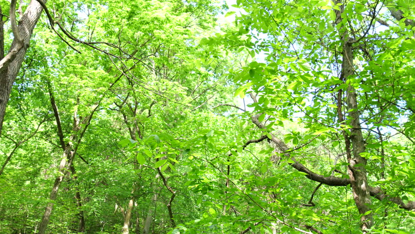 Hiking Trails at Weston Bend Missouri State Park in Platte County