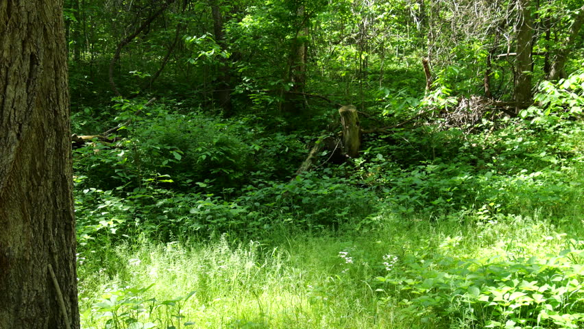 Hiking Trails at Weston Bend Missouri State Park in Platte County