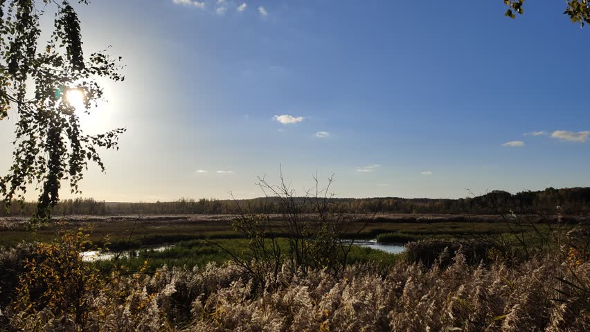 Reeds and sparse birches grow in the swamp and the water rises in places, forming a dangerous mire. Beyond the swamp is a mixed forest The leaves have turned yellow in the fall. It is sunny