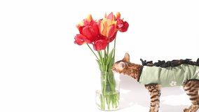 Bengal cat after sterilization in postoperative bandage . Feline kitten after operation smells tulips on white background. Bouquet of flowers, video