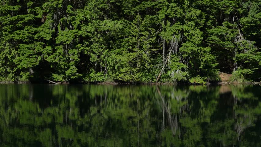 The green leafy plants reflecting on the water of Sasamat Lake on a sunny day in British Columbia