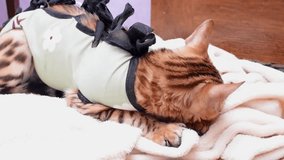 Bengal cat after sterilization in postoperative bandage. Feline kitten after operation at home. Home care of a pet  4k footage