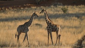 footage of a long head wild African giraffe standing with a baby giraffe calf in the forest. wild African mother giraffe portrait standing with baby calf
