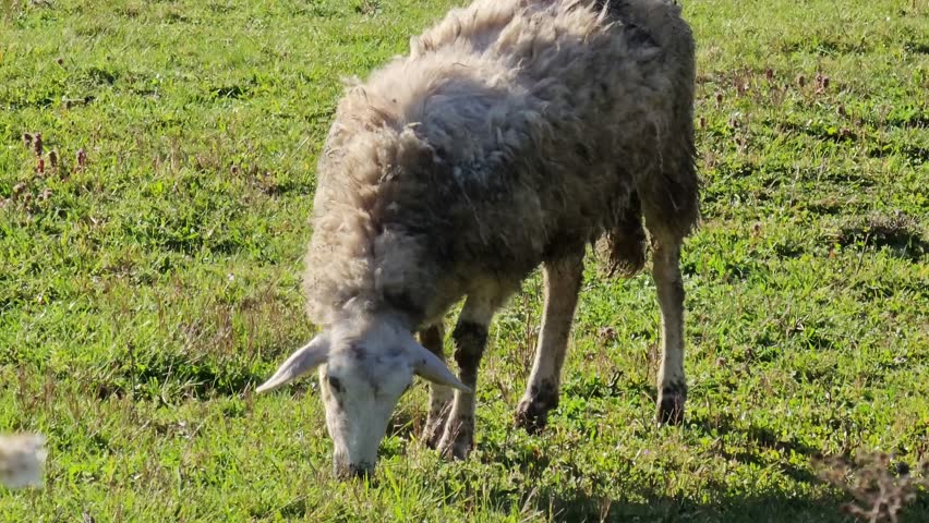 Close-up of a sheep grazing in a meadow on a summer sunny day.
