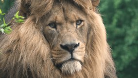 footage of a wild male lion closeup sitting on grass in the forest. wild African lion closeup shot in Savannah. adult male lion face closeup video