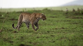 portrait of a spotted wild African leopard walking alone in the forest. epic shot of a male African leopard standing on grass in the forest