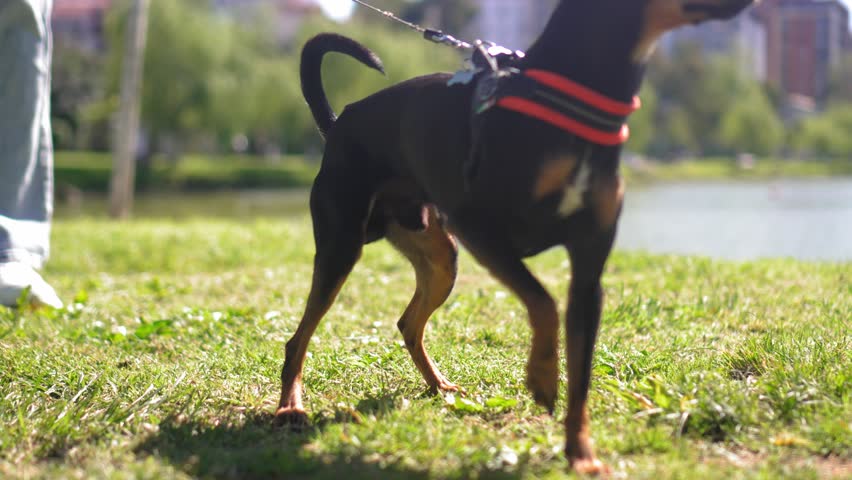 In city park, small toy terrier dog happily walks on leash, explores grassy areas and enjoys outdoor recreation. She sniffs surroundings, surrounded by bright greenery.