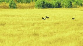 Experience the captivating dance of black grouse on the forest's edge in this mesmerizing video. Nature's elegance unfolds before your eyes.