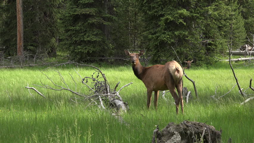 YELLOWSTONE, WYOMING - JUN 2015: Wildlife female cow meadow Yellowstone 4K. Summer range for 30,000 elk or Wapiti. During mating season one bull will breed with up to 30 cow female elk.