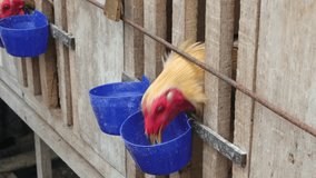 selectively focus on chickens that are eating from inside the cage.  Chicken eating food on the farm. Chicken eating food in the village. video for chicken farm concept. soft focus