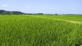 Rice leaves in paddy field swaying in the wind, tohoku Japan - Powered by Shutterstock - Get 15% off with code: PIKWIZARD15